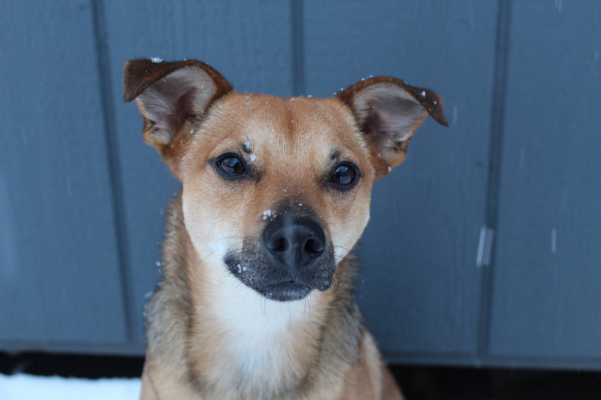 Felix joined the competition — help win amazing prizes! canidae, carnivore, collar, companion_dog, dog, dog_breed, fawn, fur, pet_supply, snout, sporting_group, terrestrial_animal, whiskers, working_animal