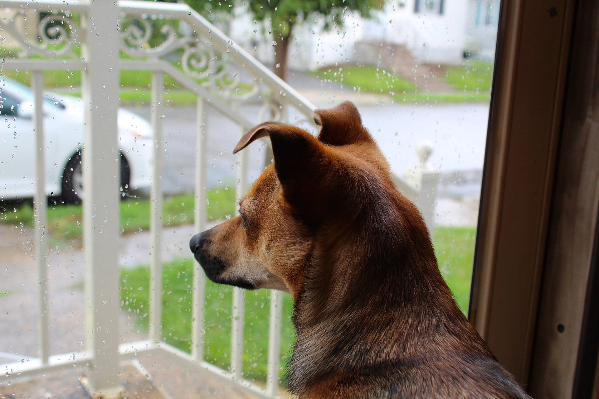 Felix is registered to the contest to win money with this photo: canidae, car, carnivore, collar, companion_dog, dog, dog_breed, fawn, fence, fur, liver, plant, snout, sporting_group, tire, wheel, whiskers, window, wood, working_animal