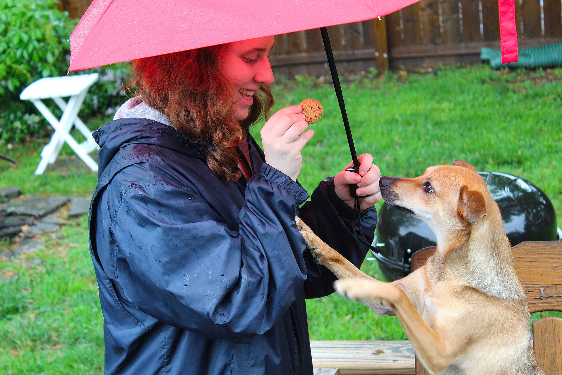 Felix joined the competition — help win amazing prizes! beard, canidae, carnivore, collar, companion_dog, dog, dog_breed, fashion_accessory, grass, guard_dog, hat, hound, leisure, plant, recreation, shade, sitting, smile, snout, umbrella