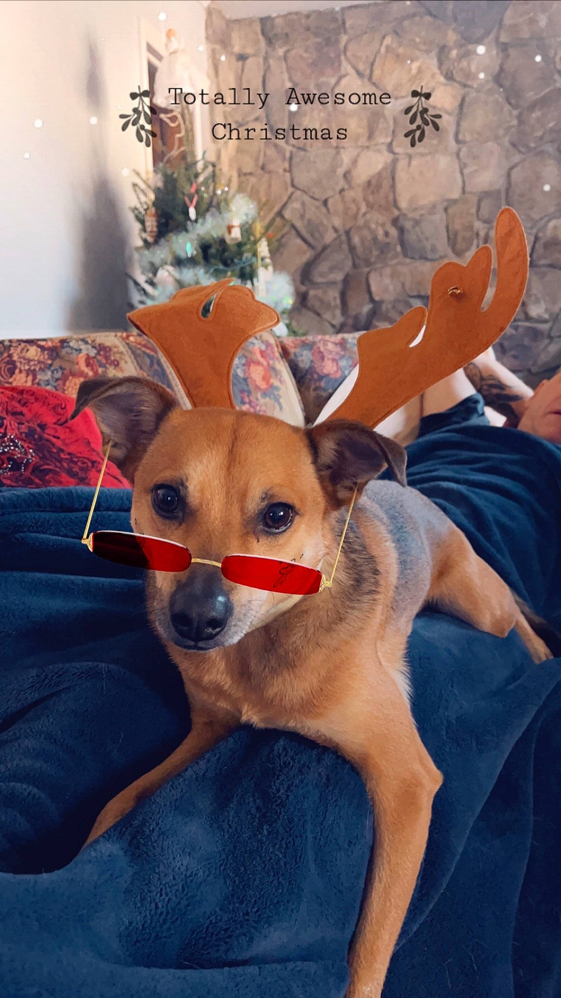 Felix is registered to the contest to win money with this photo: canidae, carnivore, companion_dog, costume_hat, deer, dog, dog_breed, dog_supply, event, fawn, fur, hat, non_sporting_group, peach, sporting_group, sunglasses, toy_dog, whiskers, working_animal