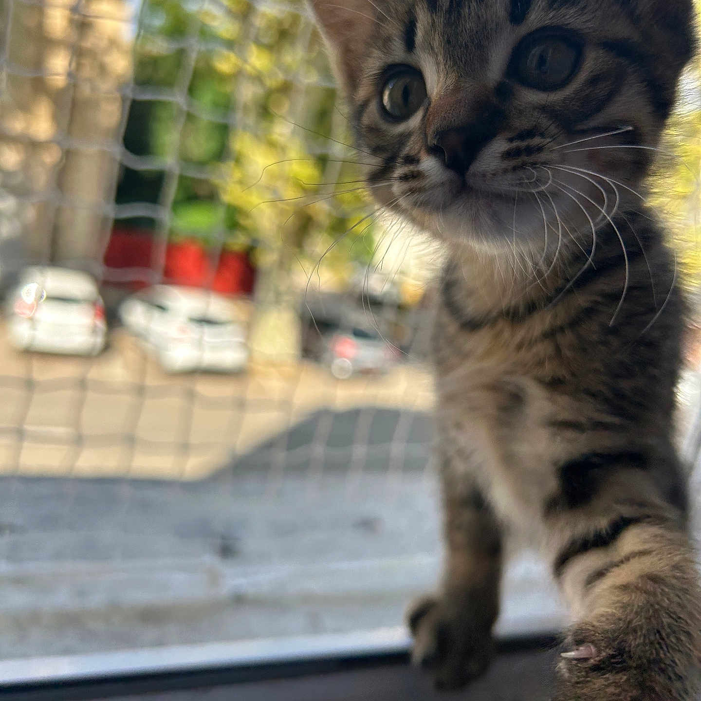 Alvin