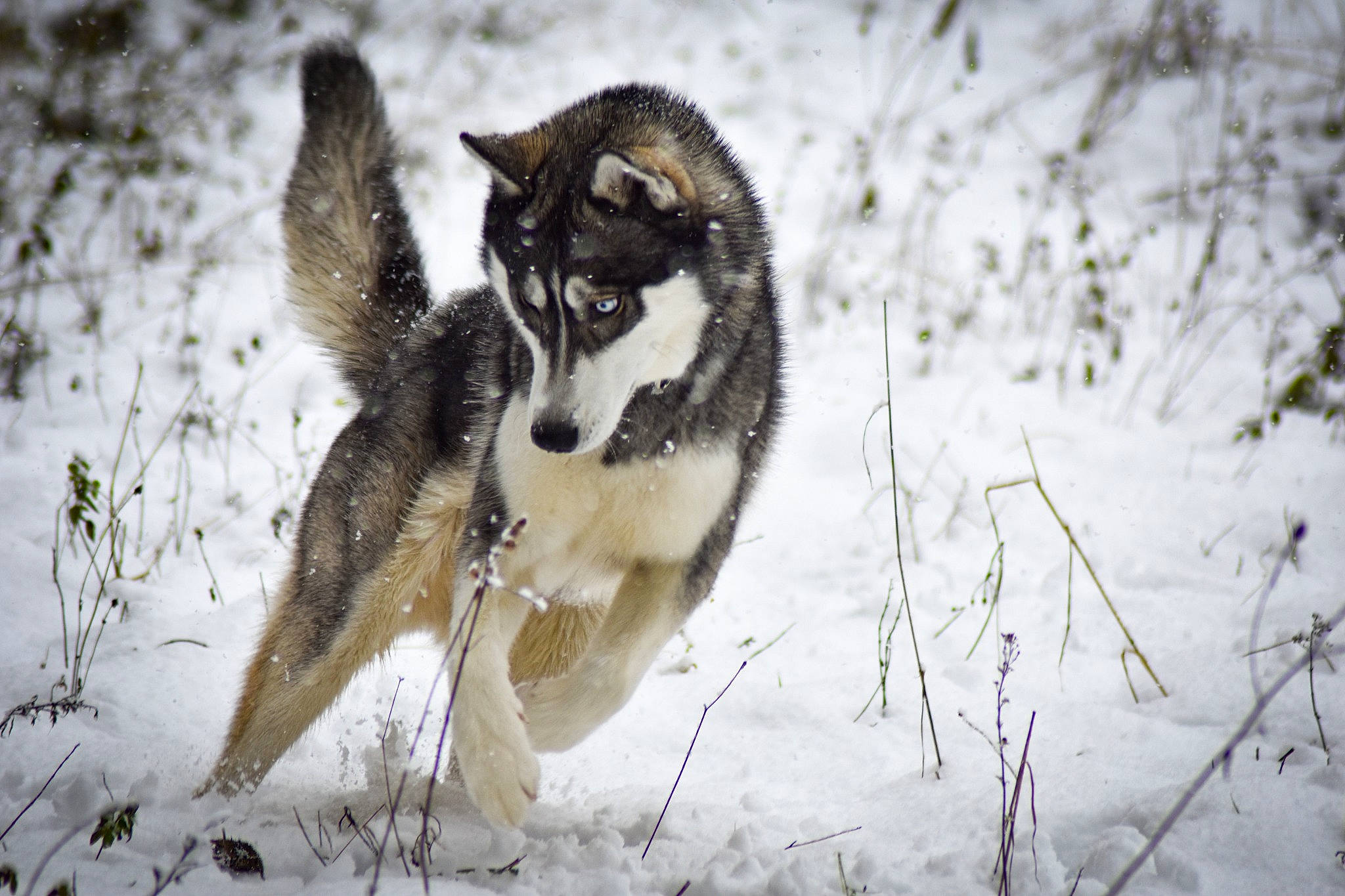Ostral participe au concours pour gagner de l'argent avec cette photo : alaskan_malamute, canadian_eskimo_dog, canidae, canis, carnivore, dog, dog_breed, east_siberian_laika, mammal, native_american_indian_dog, northern_inuit_dog, saarloos_wolfdog, sakhalin_husky, seppala_siberian_sleddog, siberian_husky, sled_dog, snow, tamaskan_dog, vertebrate, west_siberian_laika