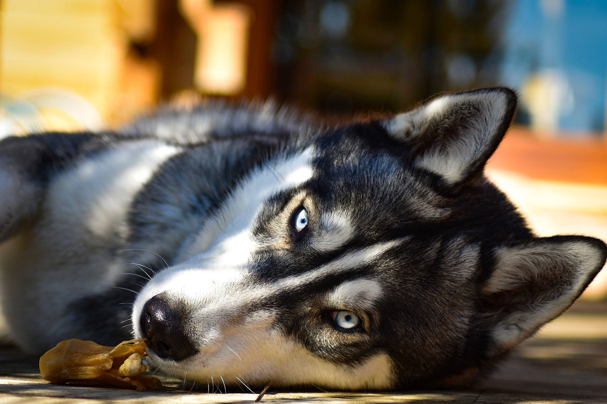 Ostral participe au concours pour gagner de l'argent avec cette photo : alaskan_malamute, canidae, carnivore, dog, dog_breed, east_siberian_laika, eye, finnish_lapphund, jamthund, lapponian_herder, mammal, miniature_siberian_husky, northern_inuit_dog, nose, sakhalin_husky, seppala_siberian_sleddog, siberian_husky, snout, vertebrate, whiskers