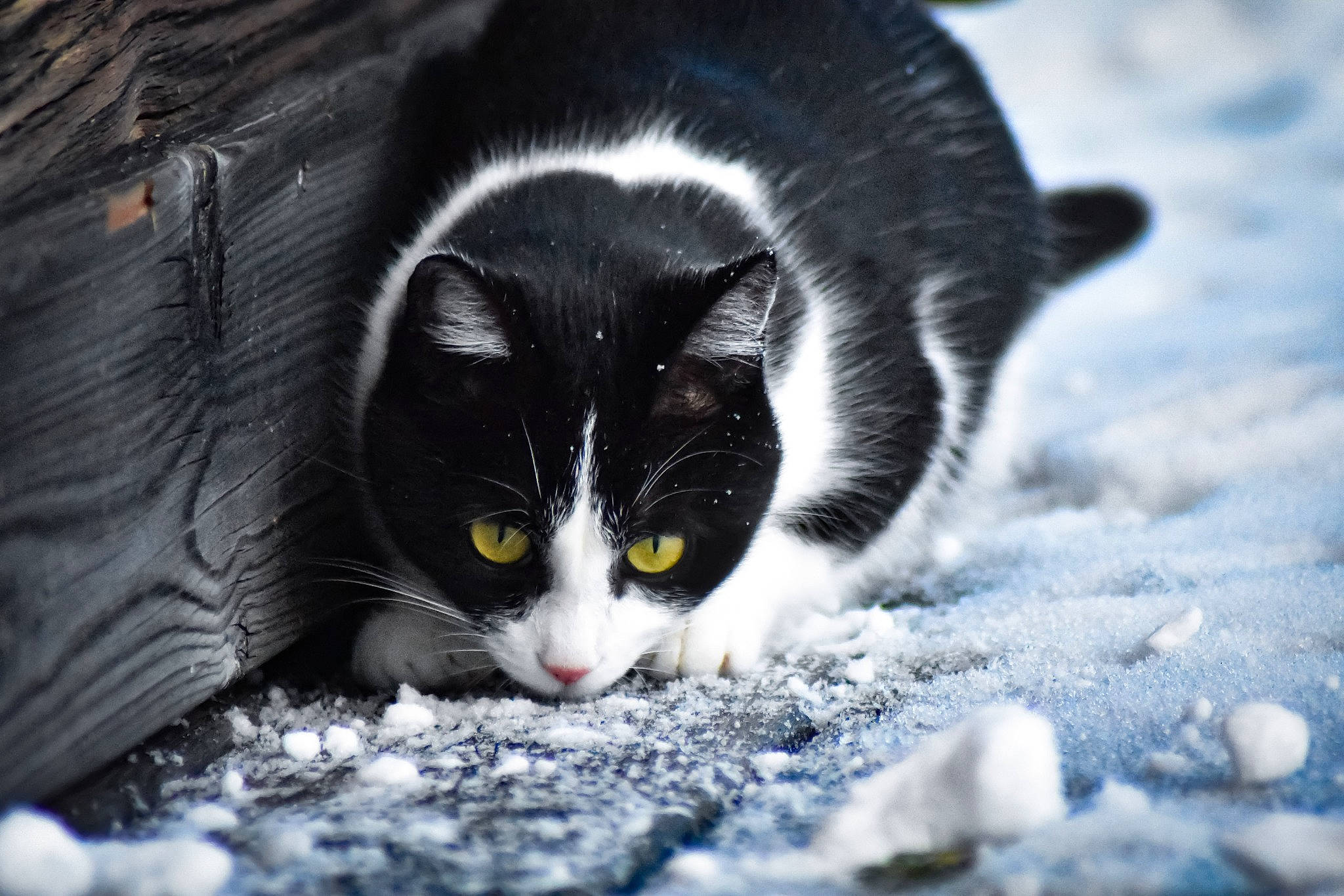Nooka participe au concours pour gagner de l'argent avec cette photo : aegean_cat, american_wirehair, black, black_and_white, carnivore, cat, domestic_short_haired_cat, eye, felidae, fur, monochrome_photography, small_to_medium_sized_cats, snout, whiskers