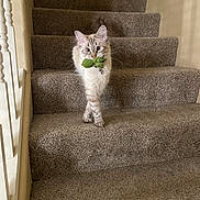 Millie joined the competition — help win amazing prizes! cat, stairs, carpet, toy, pet, animal, indoor, feline, walking, playful, cute, fluffy, whiskers, ears, tail, domestic, household, light, shadow, curious