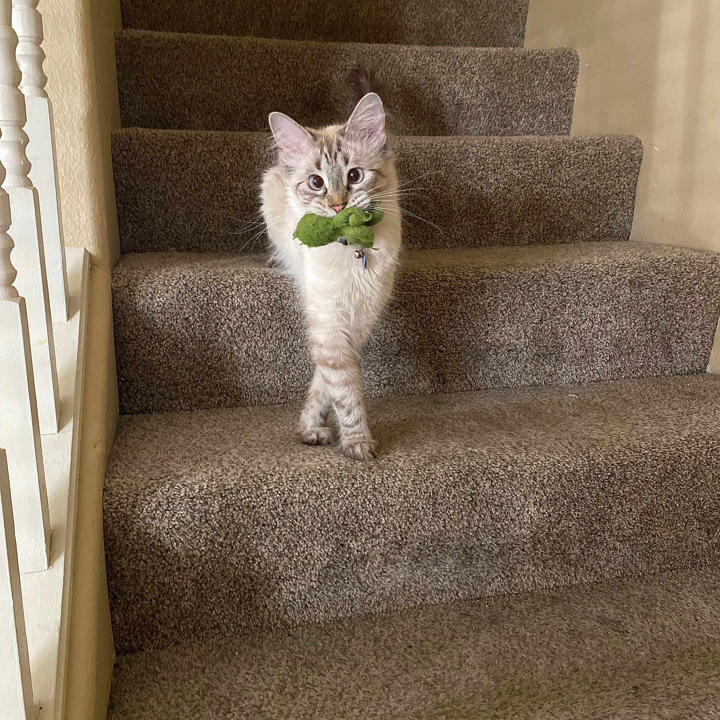 Millie joined the competition — help win amazing prizes! cat, stairs, carpet, toy, pet, animal, indoor, feline, walking, playful, cute, fluffy, whiskers, ears, tail, domestic, household, light, shadow, curious