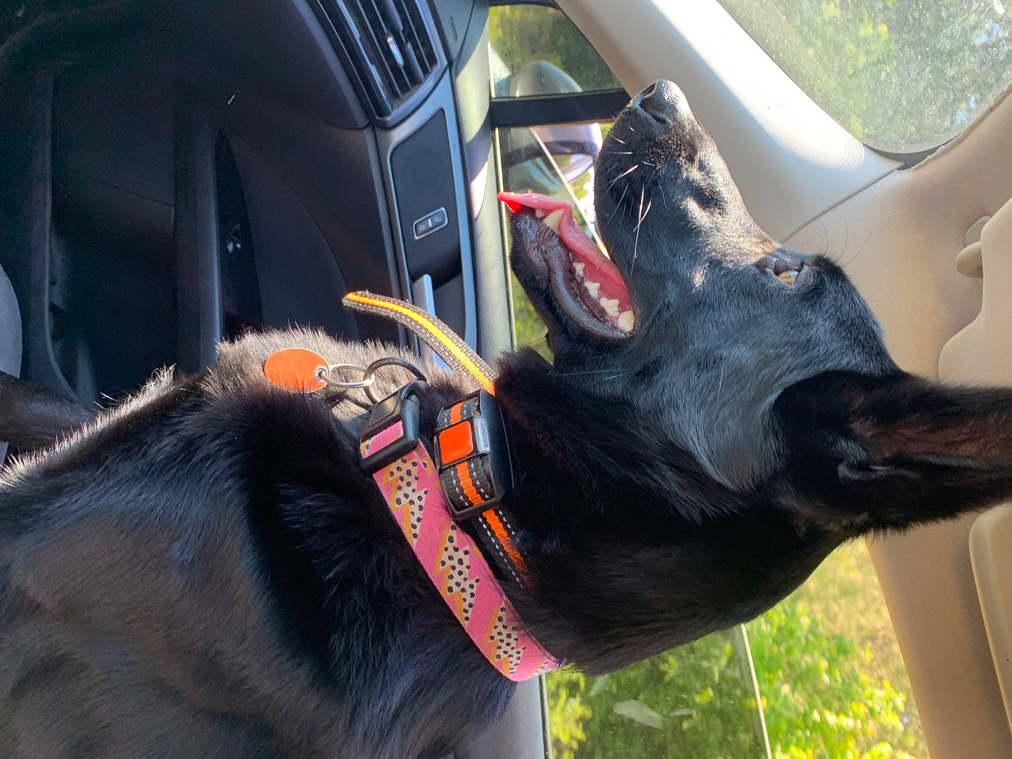 Midnight is registered to the contest to win money with this photo: car, carnivore, collar, dog, dog_breed, dog_collar, fur, gesture, grass, guard_dog, luxury_vehicle, motor_vehicle, plant, snout, sporting_group, steering_wheel, vehicle, vehicle_door, windshield, working_animal