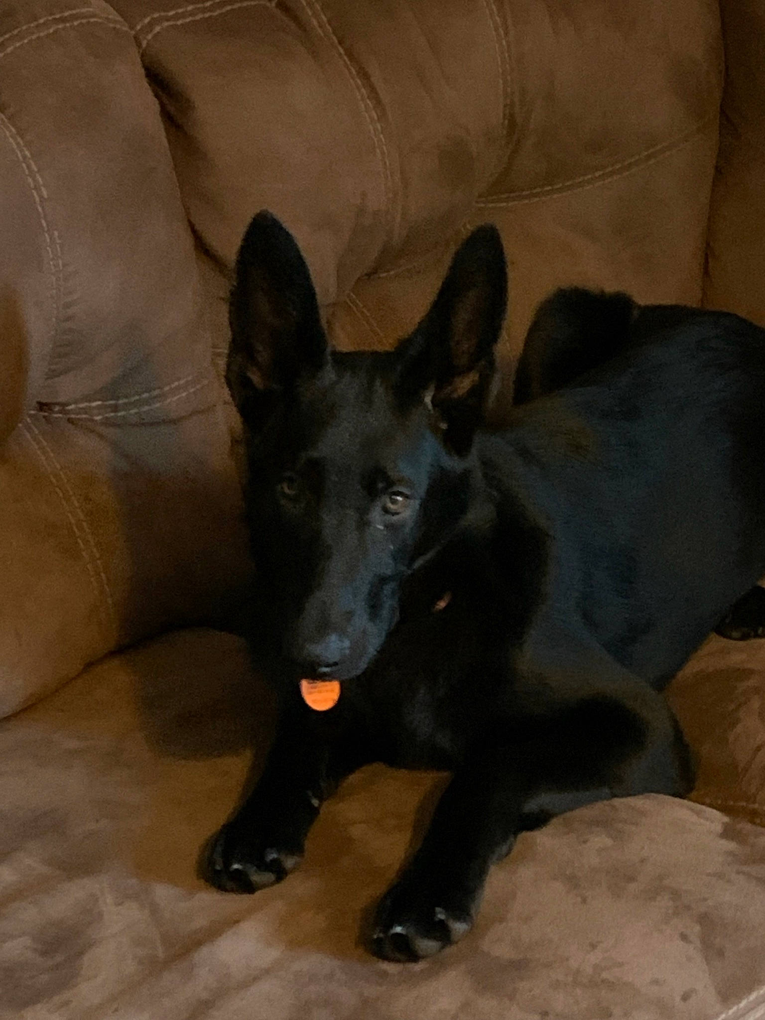 Midnight is registered to the contest to win money with this photo: canidae, carnivore, comfort, companion_dog, couch, dog, dog_breed, fawn, fur, grey, guard_dog, non_sporting_group, snout, sporting_group, terrestrial_animal, toy_dog, whiskers, working_animal