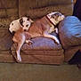 Zeak is registered to the contest to win money with this photo: animal, black_spot, brown, canine, comfort, companion, couch, cozy, dog, domestic, furniture, indoor, living_room, pet, relaxing, resting, sleep, sleeping, tan, white
