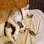 Zeak is registered to the contest to win money with this photo: animal, blanket, collar, comfort, companion, cozy, cuddling, cute, dog, friendship, fur, harness, indoor, paw, peaceful, pet, relaxing, resting, sleeping, snuggle
