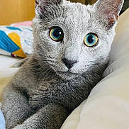 Angel participe au concours pour gagner de l'argent avec cette photo : cat, gray_cat, blue_eyes, close_up, pet, feline, indoor, cute, whiskers, ears, fur, relaxed, bed, blanket, domestic_cat, animal, portrait, resting, household, cozy