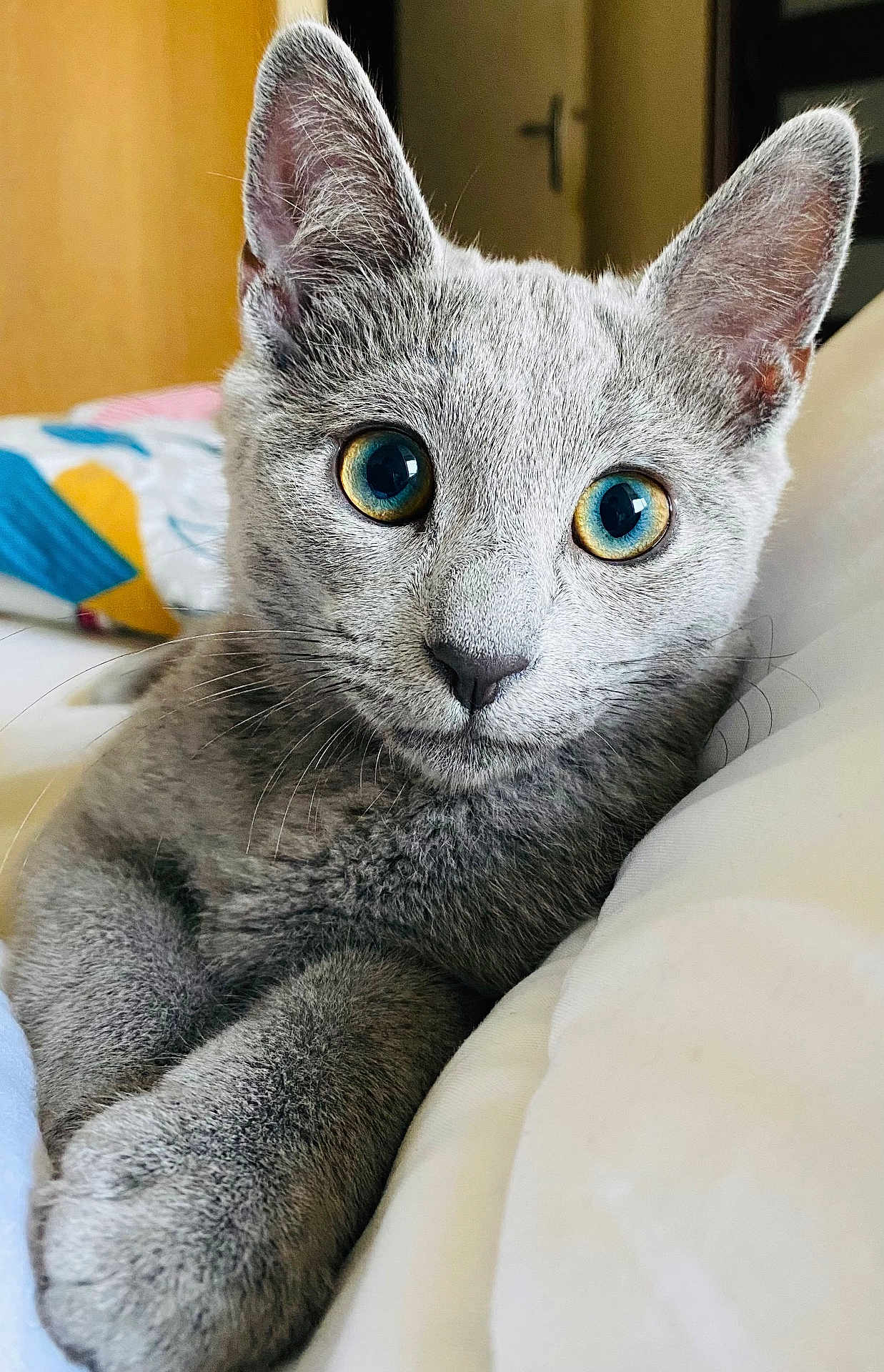 Angel participe au concours pour gagner de l'argent avec cette photo : cat, gray_cat, blue_eyes, close_up, pet, feline, indoor, cute, whiskers, ears, fur, relaxed, bed, blanket, domestic_cat, animal, portrait, resting, household, cozy