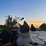 Croquetta participe au concours pour gagner de l'argent avec cette photo : cat, animal, sunset, outdoor, silhouette, stone_patio, collar, leash, pet, nature, sky, tree, evening, relaxing, feline, domestic_animal, grass, calm, landscape, colorful_sky