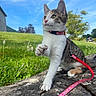 cat, kitten, leash, collar, outdoor, grass, stone, sky, tree, nature, sunny, animal, pet, curious, playful, whiskers, paw, greenery, daylight, field
