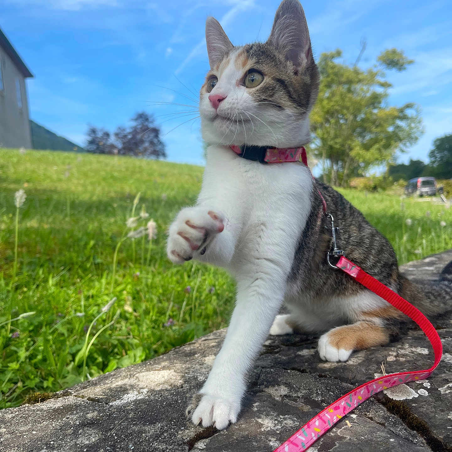 Croquetta a rejoint le concours — aidez-le/la à gagner de superbes lots ! cat, kitten, leash, collar, outdoor, grass, stone, sky, tree, nature, sunny, animal, pet, curious, playful, whiskers, paw, greenery, daylight, field