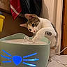 cat, water_fountain, indoor, curious, pet, animal, playing, paw, water, flow, glowing, led, whiskers, floor, tile, cord, home, furniture, curiosity, closeup