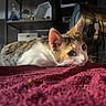 cat, indoor, blanket, red, curious, lying_down, pet, fur, whiskers, ears, closeup, shelf, metal, texture, domestic, animal, soft_light, relaxed, home, feline