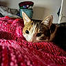 Croquetta a rejoint le concours — aidez-le/la à gagner de superbes lots ! cat, animal, pet, indoor, blanket, knitted, red, closeup, face, ears, eyes, fur, cozy, resting, curious, bedroom, furniture, door, fabric, soft