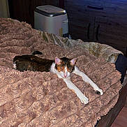 Croquetta a rejoint le concours — aidez-le/la à gagner de superbes lots ! cat, bed, blanket, stretching, fur, indoor, furniture, cozy, relaxing, pet, animal, domestic, sleepy, texture, wood, cabinet, appliance, floor, comfort, resting