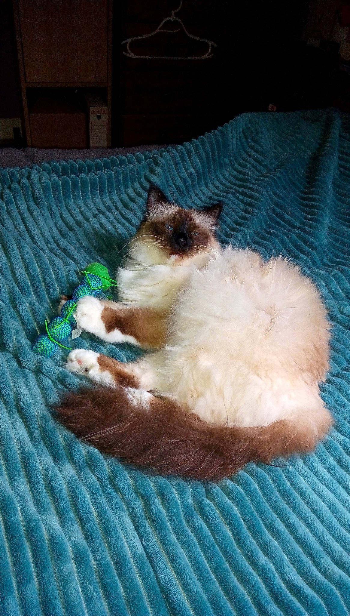 Nysia Bella participe au concours pour gagner de l'argent avec cette photo : balinese, birman, box, carnivore, cat, comfort, couch, fawn, felidae, flooring, fur, hardwood, linens, paw, room, siamese, small_to_medium_sized_cats, tail, thai, whiskers