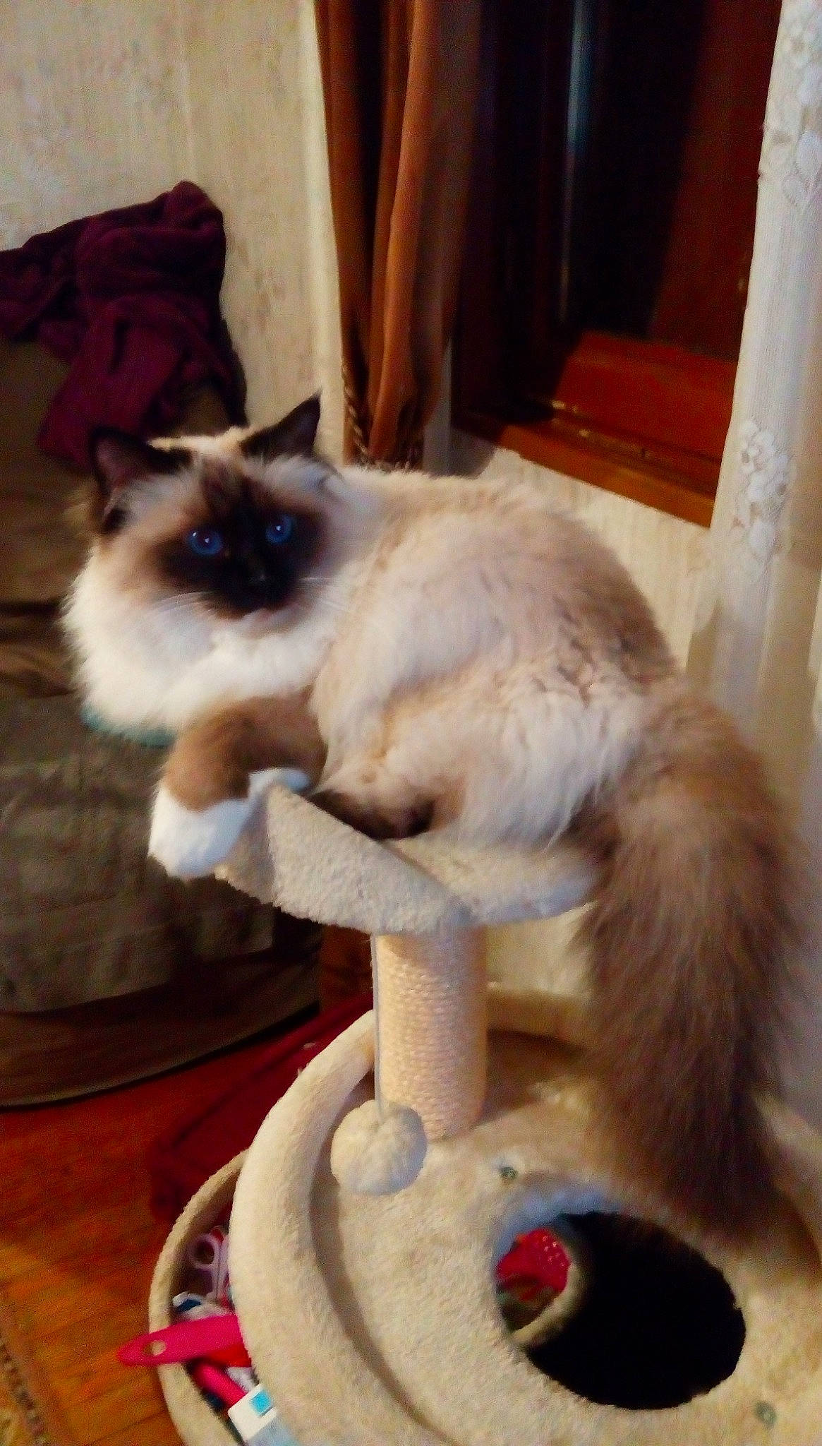 Nysia Bella participe au concours pour gagner de l'argent avec cette photo : art, balinese, birman, carnivore, cat, cat_supply, companion_dog, fawn, felidae, flooring, fur, hardwood, natural_material, pet_supply, siamese, small_to_medium_sized_cats, snout, tail, thai, whiskers