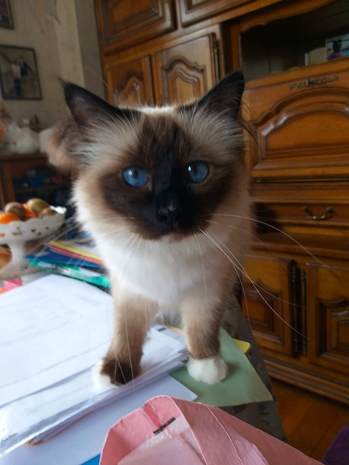 Nysia Bella participe au concours pour gagner de l'argent avec cette photo : birman, carnivore, cat, electric_blue, fawn, felidae, flooring, fur, iris, picture_frame, siamese, small_to_medium_sized_cats, snout, thai, whiskers, wood