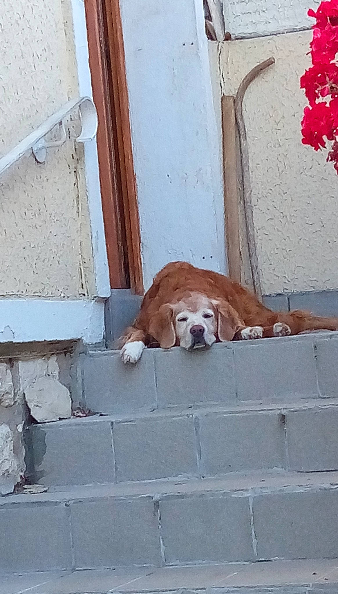 Betty a rejoint le concours — aidez-le/la à gagner de superbes lots ! art, brick, brickwork, carnivore, companion_dog, concrete, dog, dog_breed, facade, fawn, flooring, flower, road_surface, scent_hound, sidewalk, snout, sporting_group, tail, wall, wood