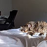 cat, sleeping, bed, blanket, white, furniture, chair, desk, indoor, cozy, sunlight, fluffy, pet, resting, animal, home, relaxation, soft, calm, room