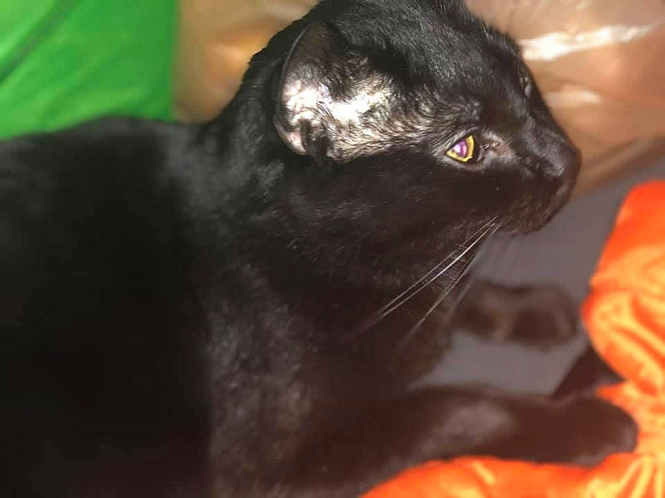 Pippen joined the competition — help win amazing prizes! black_cat, bombay, carnivore, cat, claw, domestic_short_haired_cat, ear, eye, felidae, fur, gesture, head, iris, mammal, plant, small_to_medium_sized_cats, snout, terrestrial_animal, whiskers, wildlife