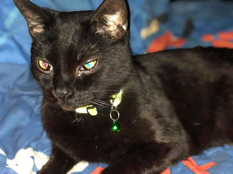 Pippen joined the competition — help win amazing prizes! black_cat, bombay, carnivore, cat, collar, domestic_short_haired_cat, electric_blue, eye, fashion_accessory, felidae, fur, havana_brown, iris, mammal, pet_supply, small_to_medium_sized_cats, snout, whiskers