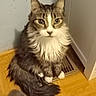animal, calm, cat, curious, domestic, ears, feline, fluffy, household, indoor, long_hair, looking, pet, sitting, tabby, tail, vent, whiskers, white_mane, wooden_floor