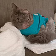 Foxy The Pirate Fox joined the competition — help win amazing prizes! animal, blue_clothing, brown_background, cat, cozy, cute, domestic, feline, fluffy, fur, furry, indoor, one_eye_closed, pet, portrait, relaxed, resting, sitting, soft_texture, towel