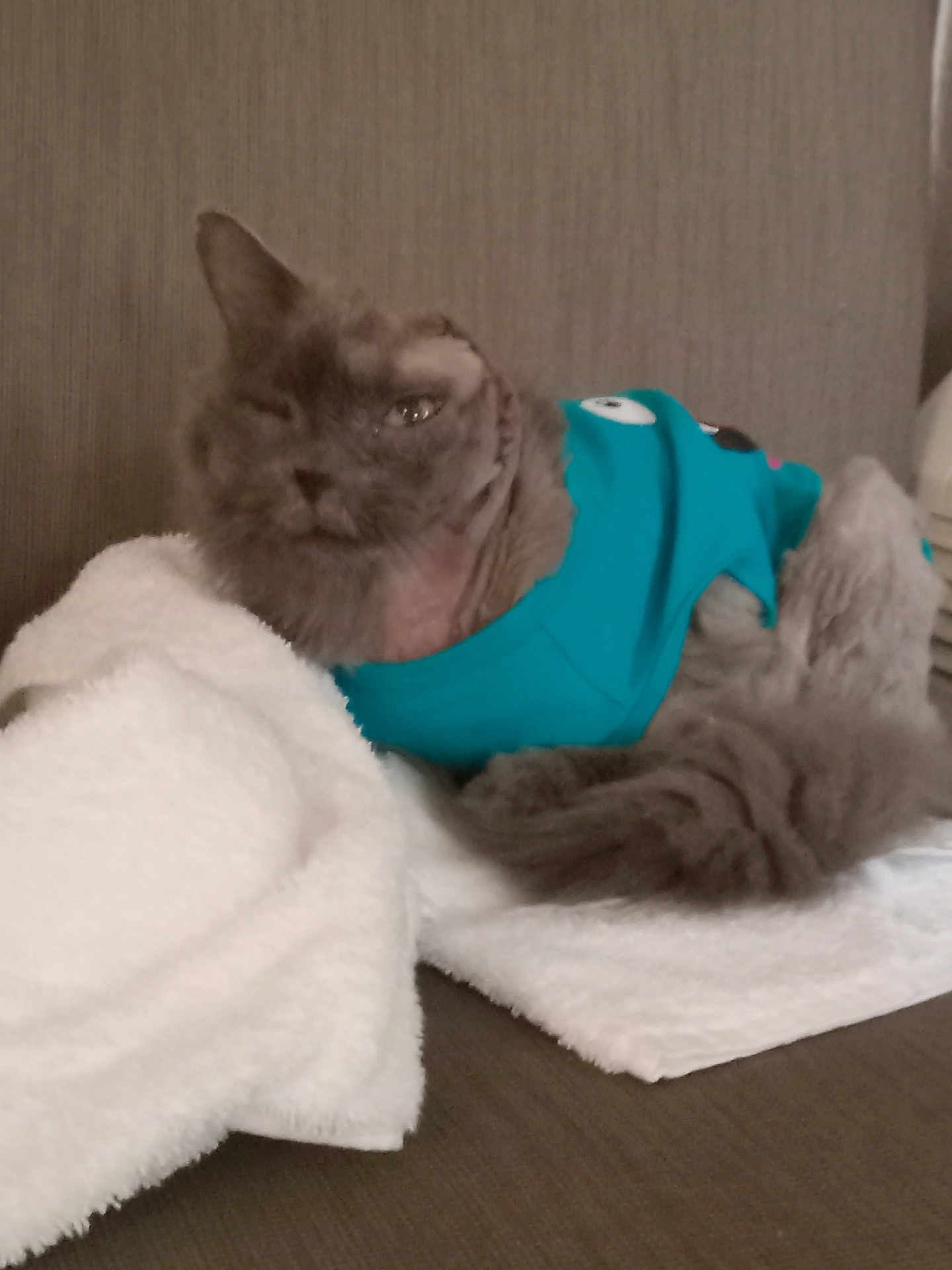 Foxy The Pirate Fox joined the competition — help win amazing prizes! animal, blue_clothing, brown_background, cat, cozy, cute, domestic, feline, fluffy, fur, furry, indoor, one_eye_closed, pet, portrait, relaxed, resting, sitting, soft_texture, towel