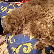 Foxy The Pirate Fox is registered to the contest to win money with this photo: animal, blanket, cat, close_up, cozy, cute, domestic_cat, feline, fluffy, fur, gray_cat, indoor, lying_down, patterned_blanket, paw, pet, relaxed, resting, sleepy, soft