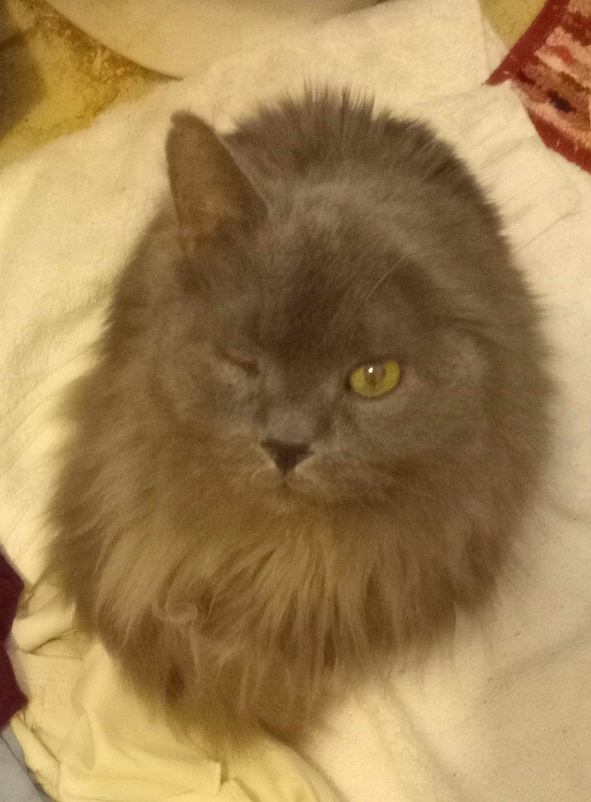 Foxy The Pirate Fox is registered to the contest to win money with this photo: cat, gray_cat, fluffy, pet, animal, indoor, blanket, fur, one_eye_closed, cute, cozy, resting, soft, mammal, whiskers, domestic_cat, close_up, feline, one_eye, relaxed