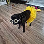 animal, black_dog, costume, cute, dog, dog_bed, fashion, flooring, funny, home, indoor, pet, pet_accessories, pet_toys, playful, pug, standing, sunglasses, wood_floor, yellow_tutu