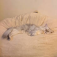 Moume participe au concours pour gagner de l'argent avec cette photo : cat, sleeping, fluffy, long_hair, pet, animal, cushion, couch, indoor, cozy, cream_color, relaxed, lying_down, closed_eyes, whiskers, fur, soft_texture, home, nap, portrait