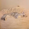 cat, sleeping, fluffy, long_hair, pet, animal, cushion, couch, indoor, cozy, cream_color, relaxed, lying_down, closed_eyes, whiskers, fur, soft_texture, home, nap, portrait