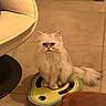Moume participe au concours pour gagner de l'argent avec cette photo : cat, persian_cat, white_fur, fluffy, longhair, pet, animal, sitting, indoors, floor, tile, scratcher, cat_toy, furniture, couch, portrait, looking_at_camera, whiskers, ears, tail