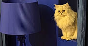 Moume a rejoint le concours — aidez-le/la à gagner de superbes lots ! cat, fluffy_cat, longhair, golden_fur, pet, animal, sitting, window, curtain, lamp, lampshade, vintage_lamp, indoor, home_decor, purple_lighting, blue_lighting, dramatic_lighting, shadow, portrait, photography