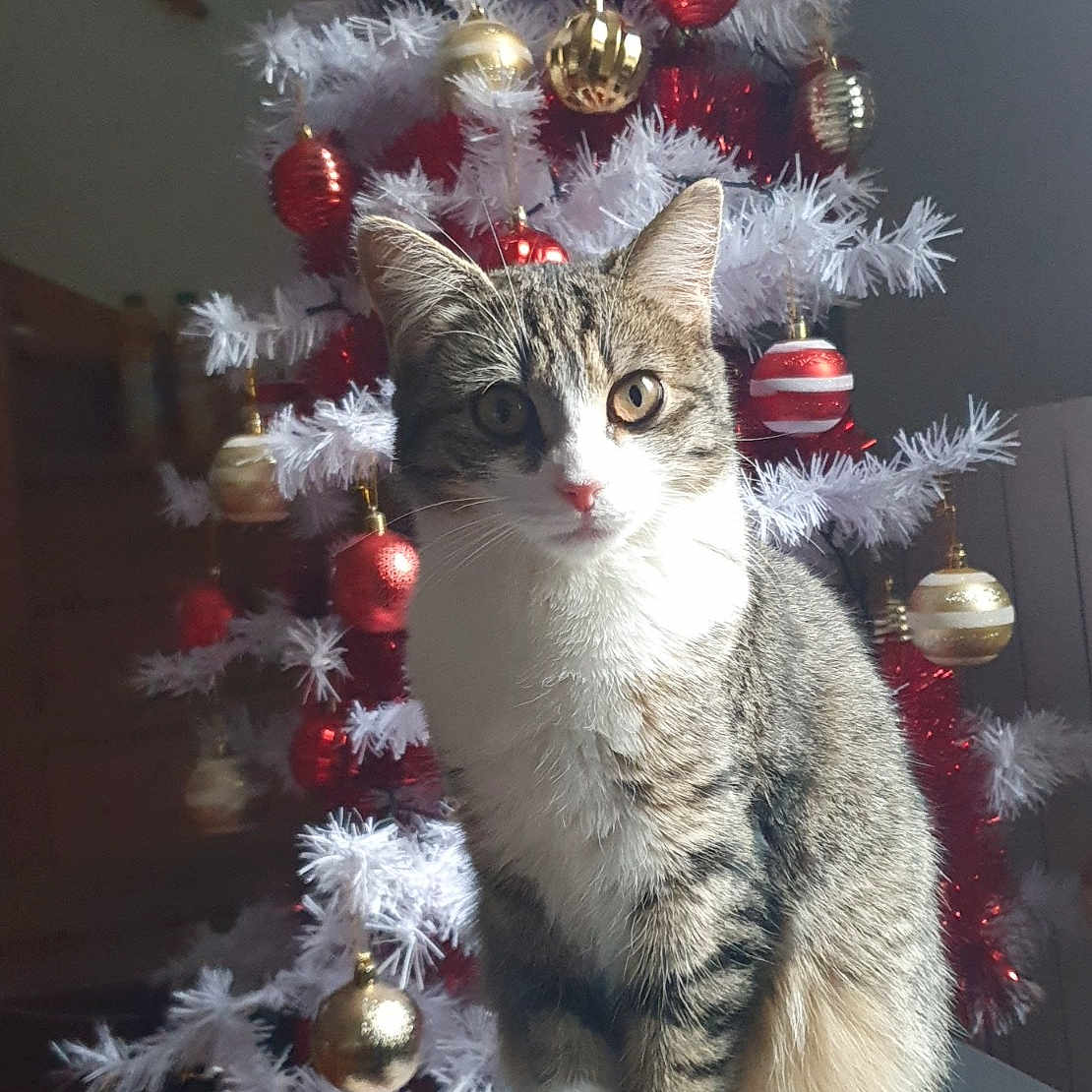 Raja