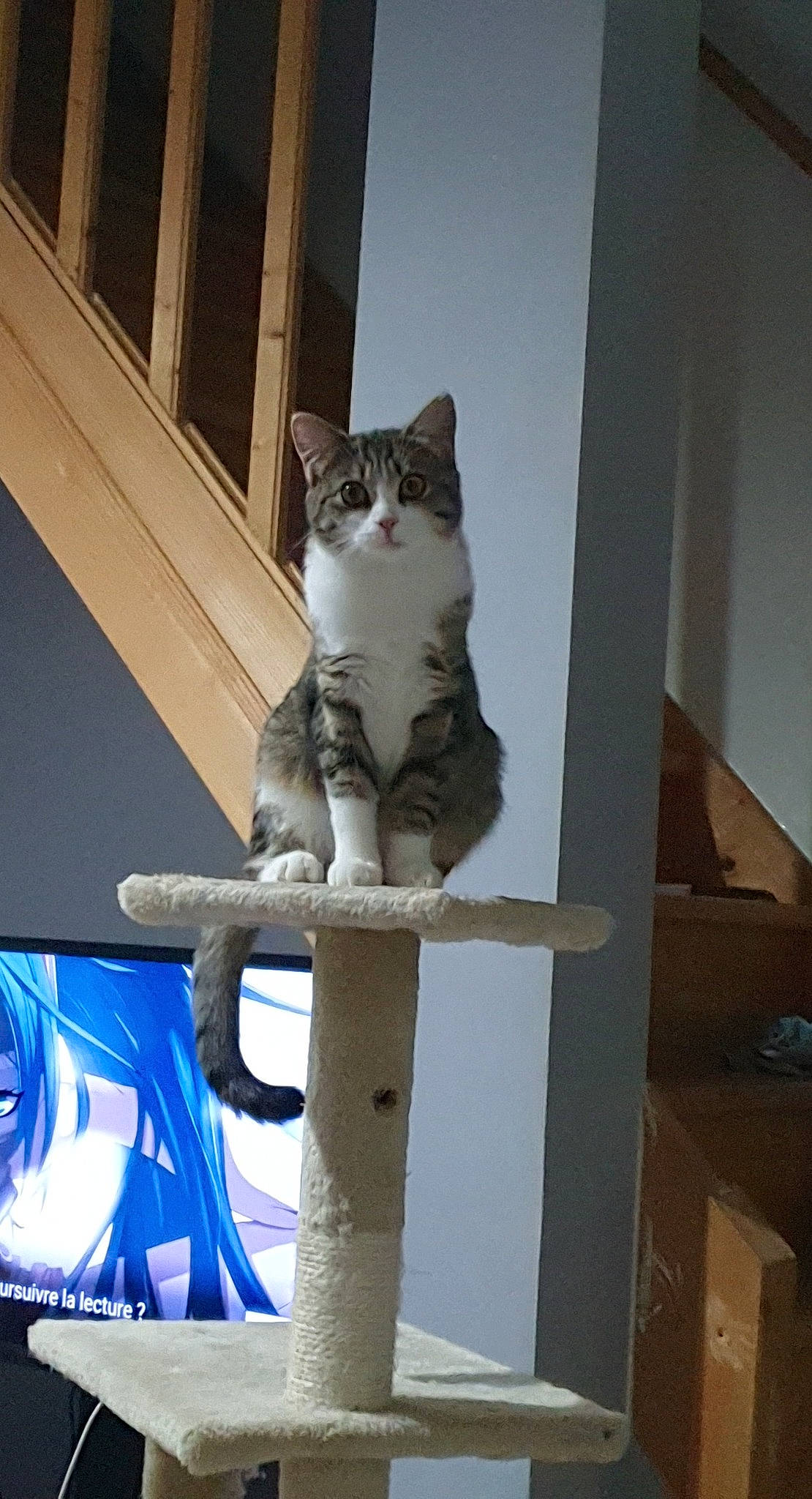 Raja participe au concours pour gagner de l'argent avec cette photo : carnivore, cat, cat_furniture, cat_supply, display_device, domestic_short_haired_cat, felidae, fixture, grey, home, led_backlit_lcd_display, molding, pet_supply, plywood, small_to_medium_sized_cats, tail, vertebrate, whiskers, wood, wood_stain