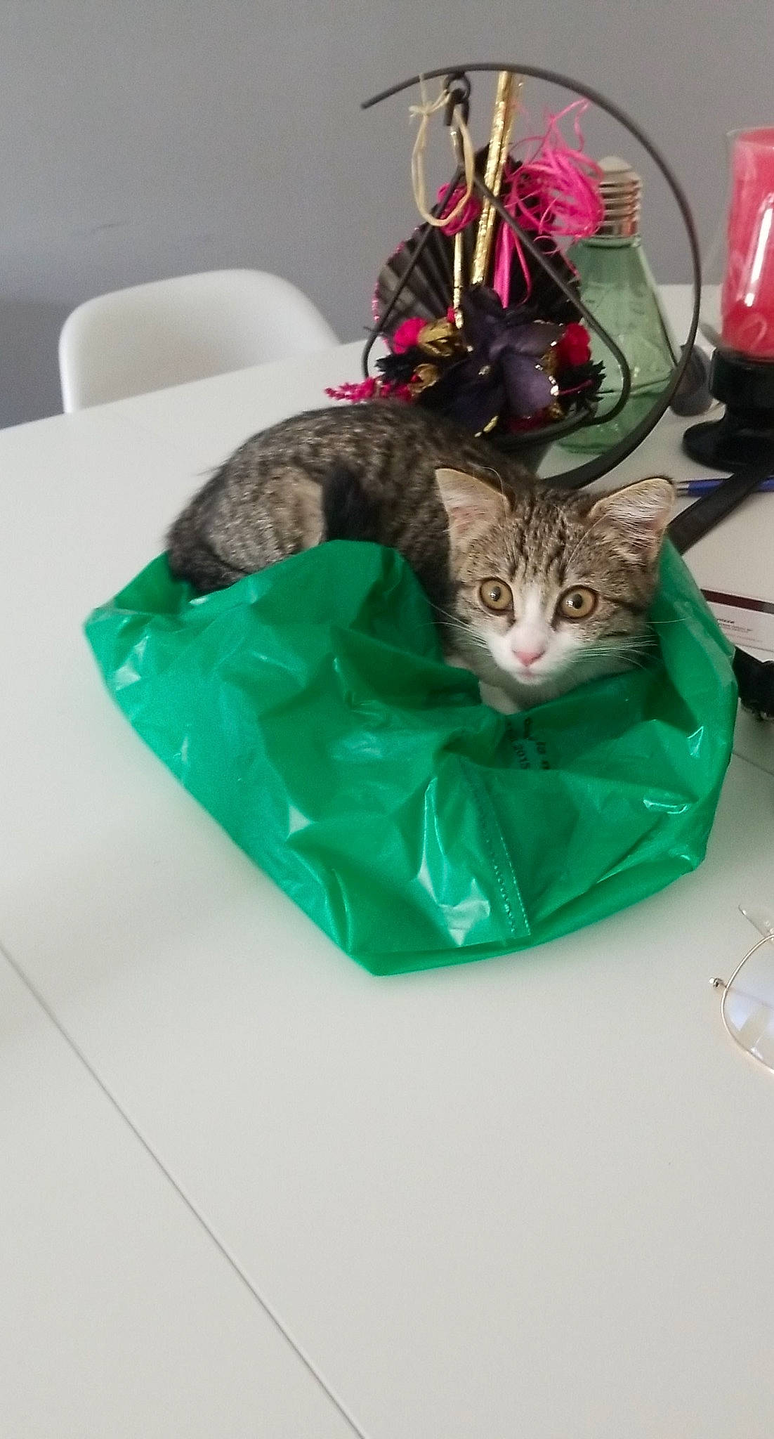 Raja participe au concours pour gagner de l'argent avec cette photo : carnivore, cat, cat_supply, ceramic, collar, domestic_short_haired_cat, felidae, fur, kitten, pet_supply, small_to_medium_sized_cats, tabby_cat, toy, vertebrate, whiskers