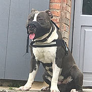 Kalash a rejoint le concours — aidez-le/la à gagner de superbes lots ! dog, muzzle, harness, pitbull, sitting, stone_ledge, brick_wall, door, outdoor, pet, animal, canine, grey, white, black, tongue_out, obedient, close_up, front_view, daylight