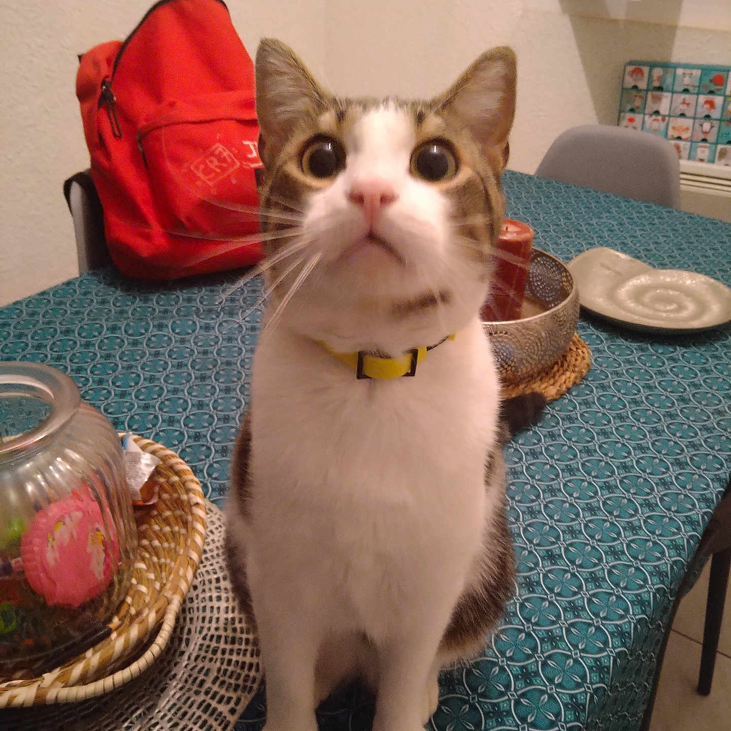 Flocon participe au concours pour gagner de l'argent avec cette photo : backpack, basket, blue_tablecloth, cat, chair, curious, decor, domestic, feline, household, indoor, kitchen, looking_up, pet, plate, sitting, table, wide_eyes, window, yellow_collar