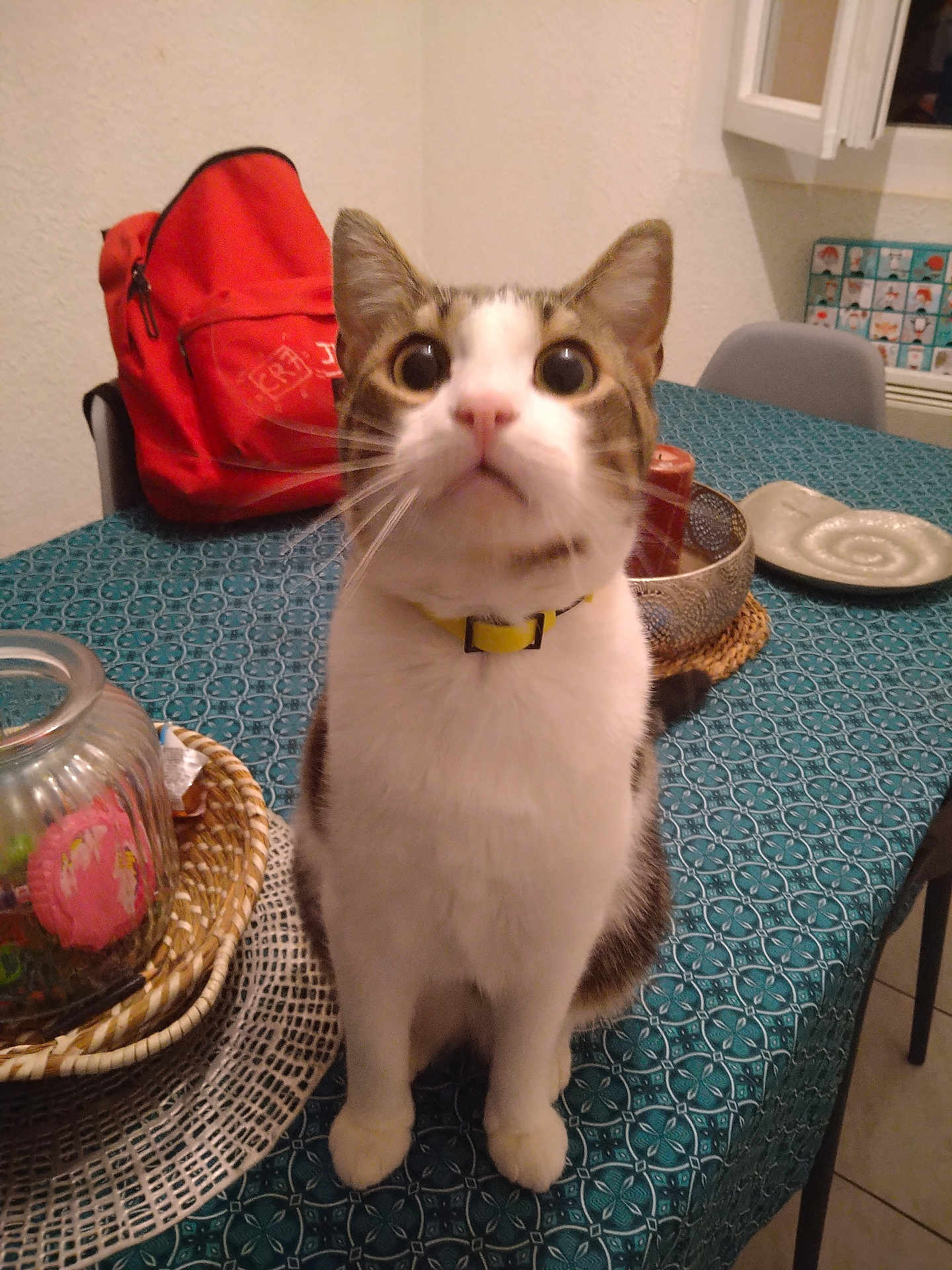 Flocon participe au concours pour gagner de l'argent avec cette photo : cat, indoor, table, blue_tablecloth, yellow_collar, backpack, basket, plate, household, curious, sitting, pet, feline, domestic, wide_eyes, looking_up, chair, window, decor, kitchen