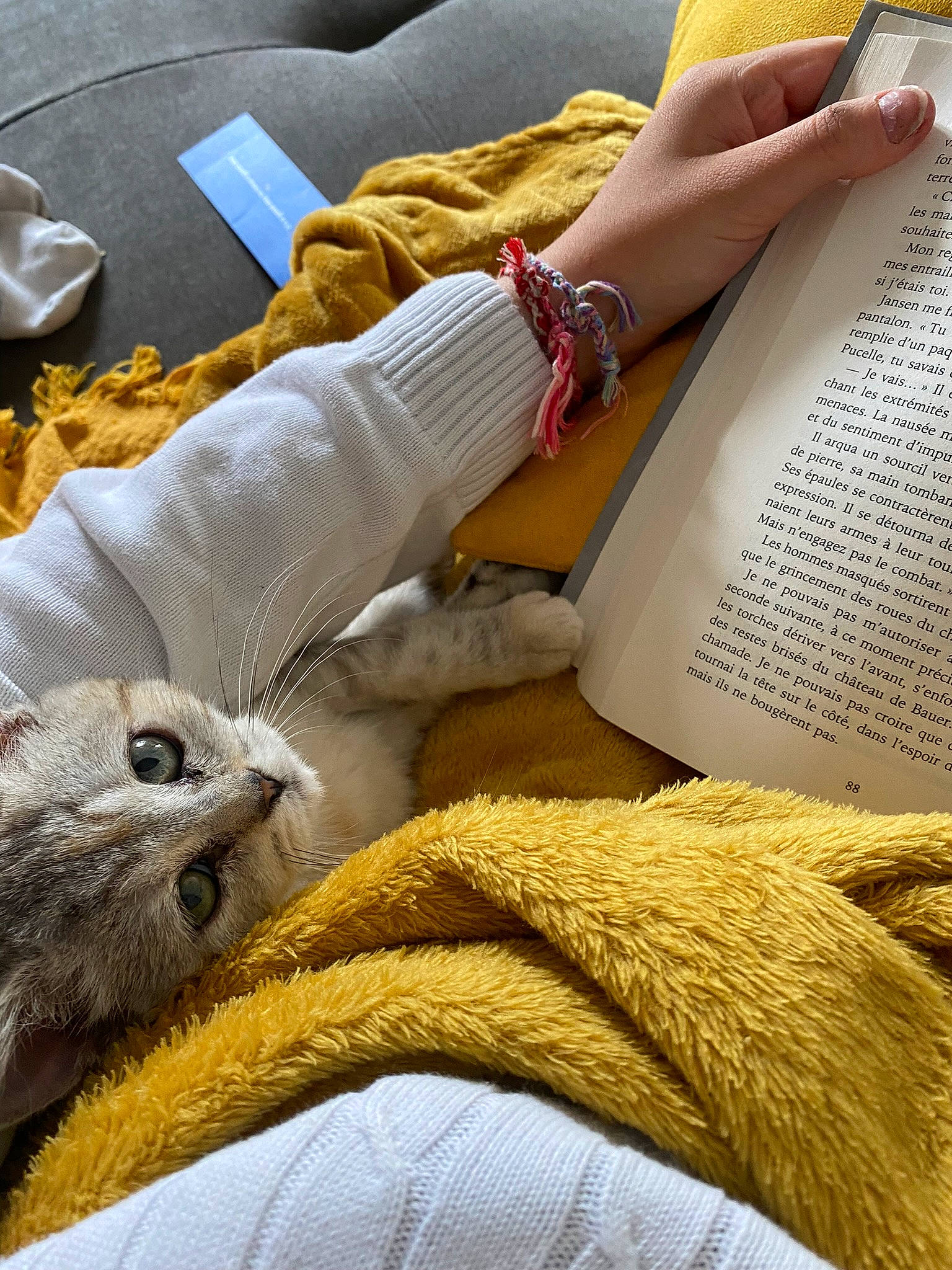 Poppy a rejoint le concours — aidez-le/la à gagner de superbes lots ! bedding, book, carnivore, cat, comfort, domestic_short_haired_cat, fawn, felidae, fur, human_leg, linens, publication, room, small_to_medium_sized_cats, tail, textile, whiskers, wood, wrist, yellow