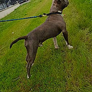 Rocket participe au concours pour gagner de l'argent avec cette photo : dog, leash, grass, street, trees, vehicle, van, truck, sidewalk, urban, outdoor, canine, pet, greenery, fence, pole, cloudy_sky, building, road, alert