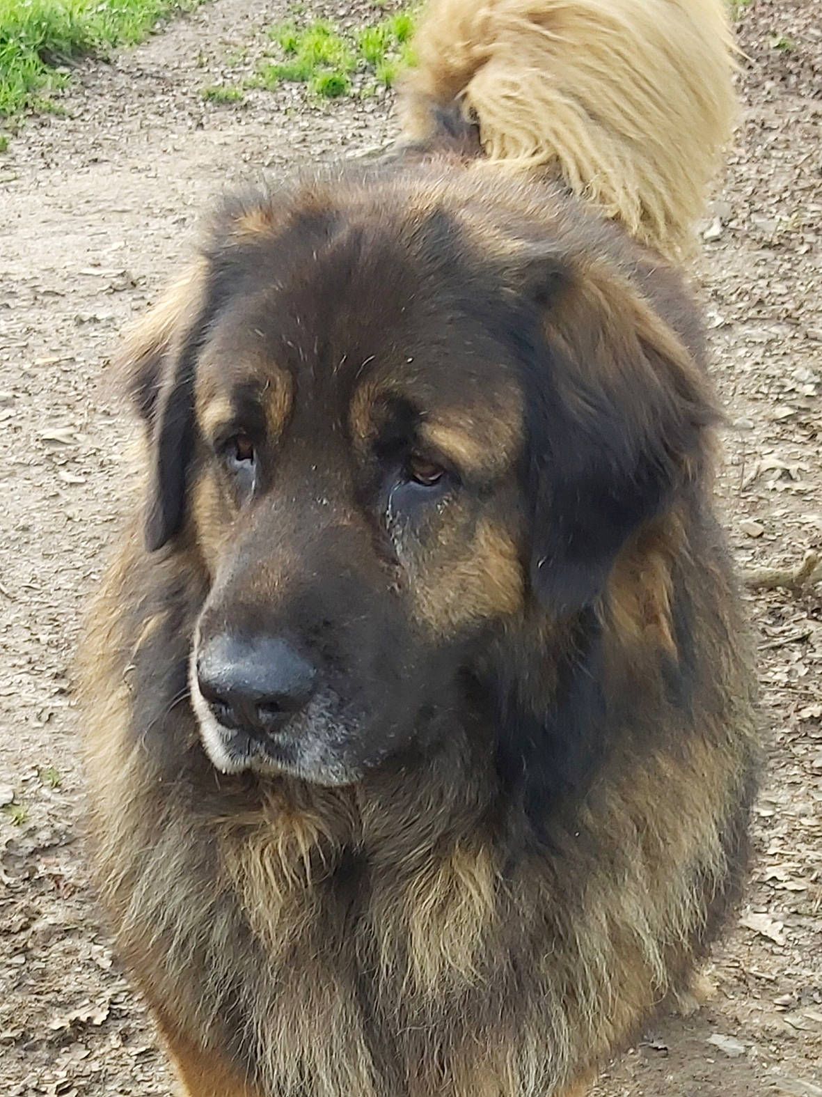 Loustik a rejoint le concours — aidez-le/la à gagner de superbes lots ! ancient_dog_breeds, bakharwal_dog, canidae, carnivore, carpathian_shepherd_dog, caucasian_shepherd_dog, dog, dog_breed, estrela_mountain_dog, gaddi_kutta, giant_dog_breed, leonberger, mammal, sarplaninac, snout, sporting_group, vertebrate