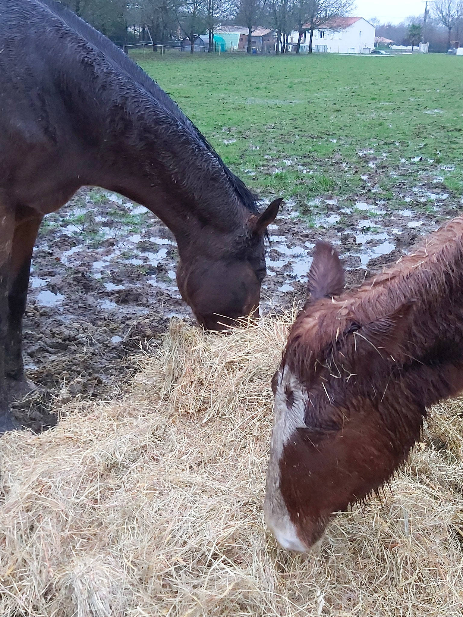 Tsem Dit Loulou participe au concours pour gagner de l'argent avec cette photo : bovine, colt, foal, fodder, grass, grazing, hay, horse, liver, livestock, mammal, mane, mare, pasture, snout